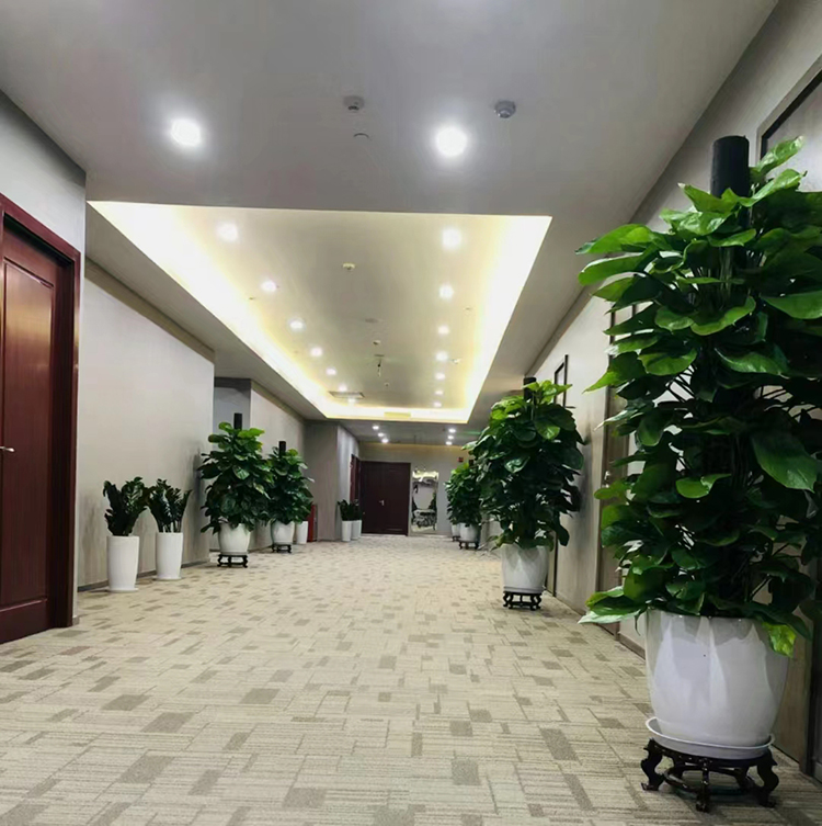 常州贵宾接待大厅绿植租摆实景
