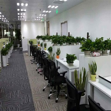 常州进出口产业园区公司员工办公室绿植盆栽租摆案例