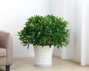 非洲茉莉