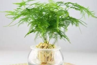 文竹