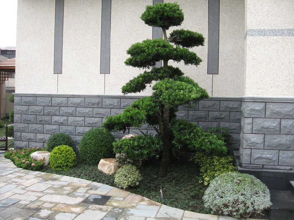 常州绿植租赁养护——室内办公室花卉植物租摆绿化公司