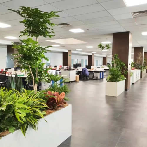 常州绿植租赁公司_花卉租摆_绿植租摆_办公室花卉租赁价格