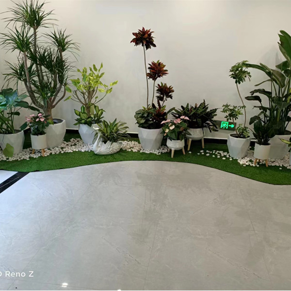 常州植物租赁养护——罗汉松、小苗、草坪种植
